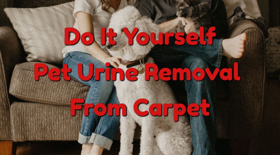 DIY – Pet Urine Odor Removal From Carpet