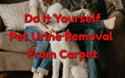 DIY – Pet Urine Odor Removal From Carpet